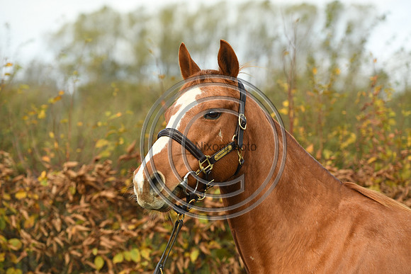 Mare3_Selwood_PN22_55225