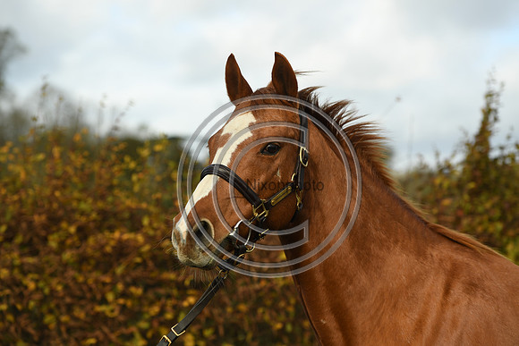 Mare3_Selwood_PN22_55226