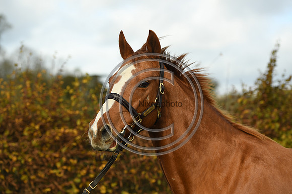 Mare3_Selwood_PN22_55228