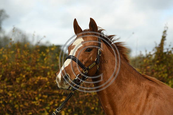 Mare3_Selwood_PN22_55227