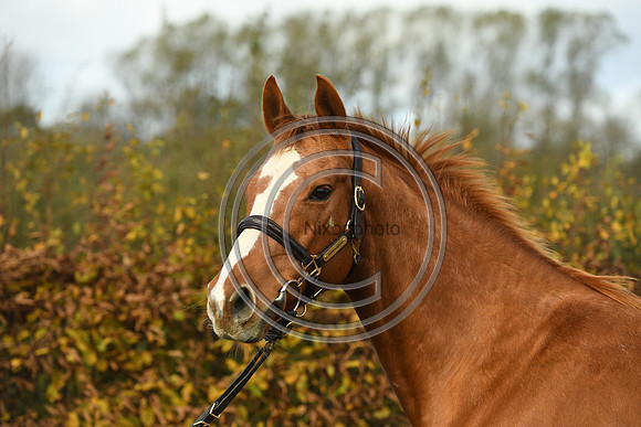 Mare3_Selwood_PN22_55232