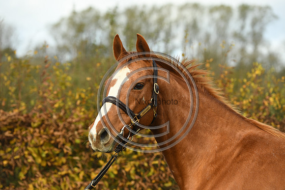 Mare3_Selwood_PN22_55233