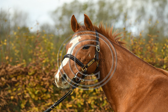Mare3_Selwood_PN22_55234
