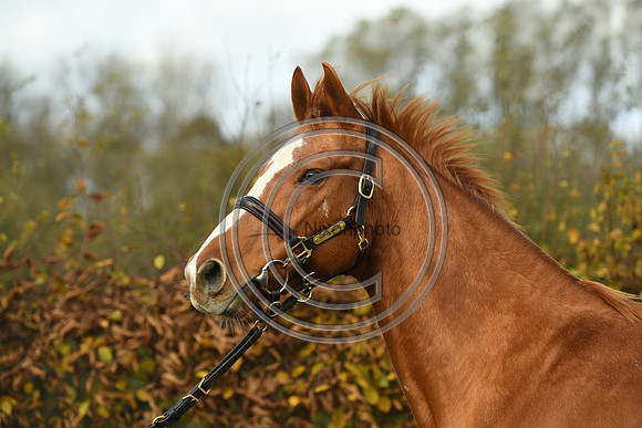 Mare3_Selwood_PN22_55238