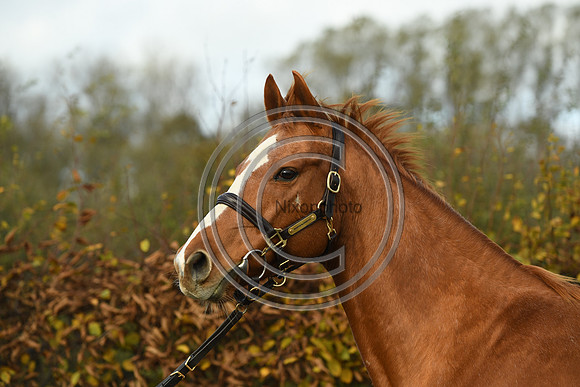 Mare3_Selwood_PN22_55239