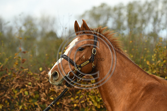 Mare3_Selwood_PN22_55240
