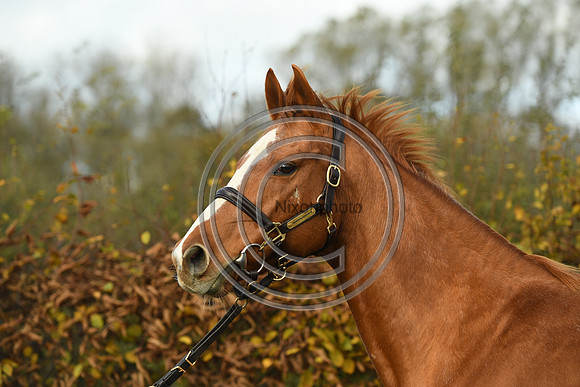 Mare3_Selwood_PN22_55241