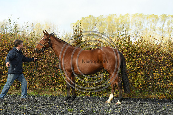 Mare4_Selwood_PN22_55249
