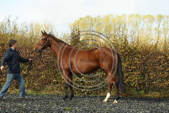 Mare4_Selwood_PN22_55252