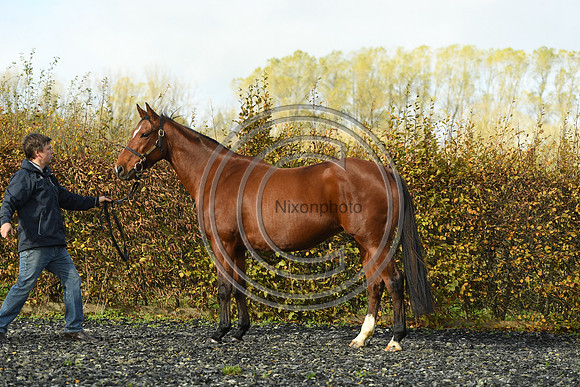 Mare4_Selwood_PN22_55254