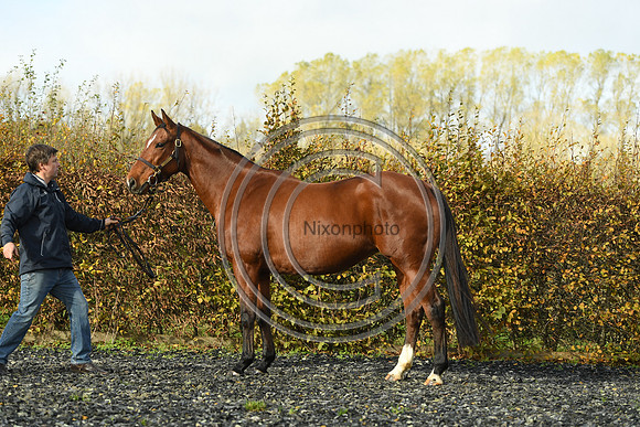 Mare4_Selwood_PN22_55255