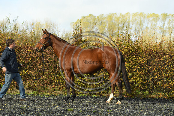 Mare4_Selwood_PN22_55257