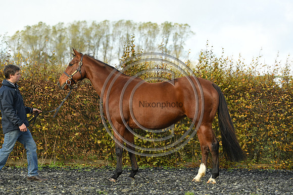 Mare4_Selwood_PN22_55266