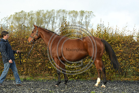 Mare4_Selwood_PN22_55272