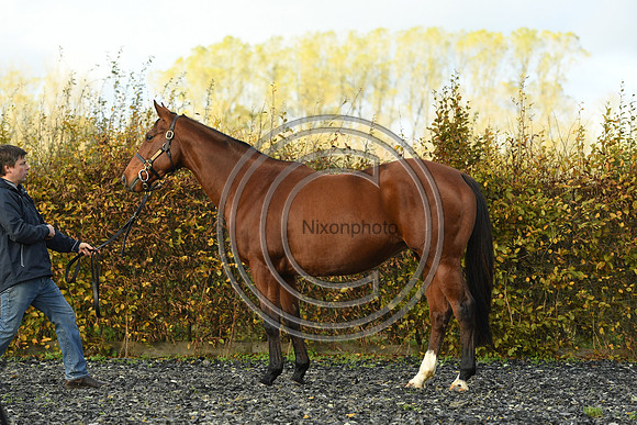 Mare4_Selwood_PN22_55276