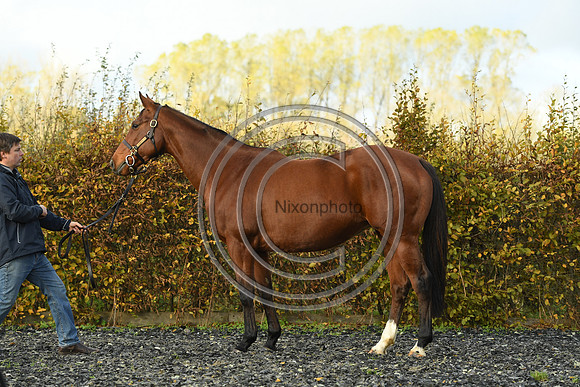Mare4_Selwood_PN22_55277