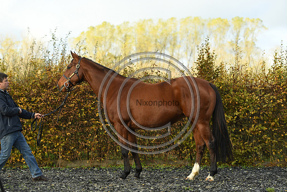 Mare4_Selwood_PN22_55278