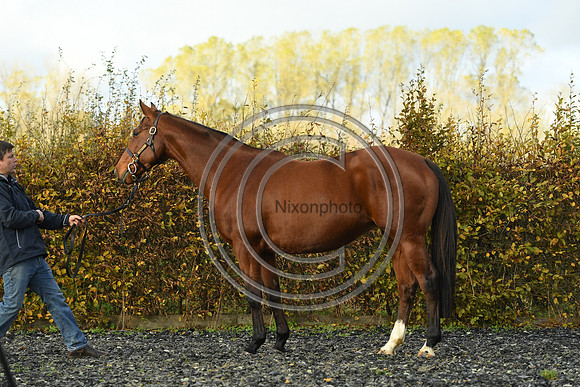 Mare4_Selwood_PN22_55280