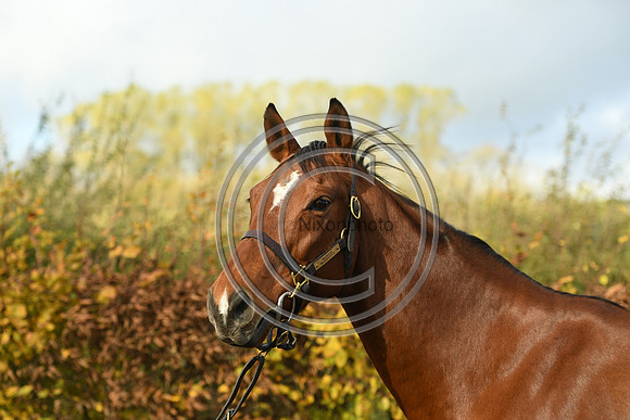 Mare4_Selwood_PN22_55296