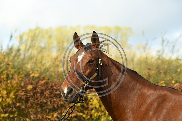 Mare4_Selwood_PN22_55298