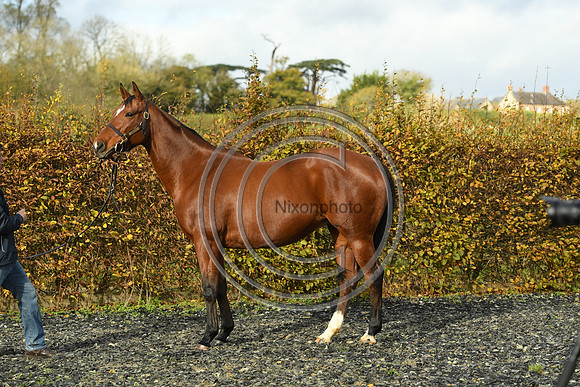 Mare4_Selwood_PN22_55285