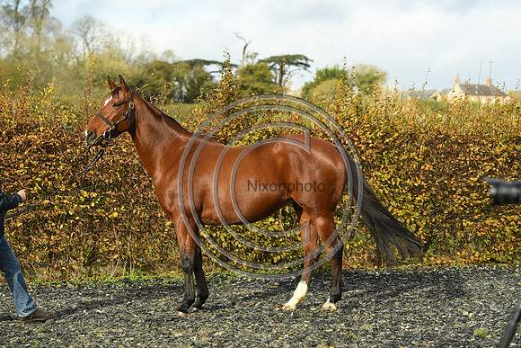 Mare4_Selwood_PN22_55286