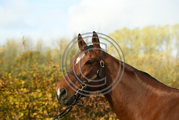 Mare4_Selwood_PN22_55301