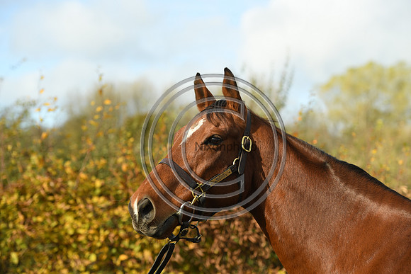 Mare4_Selwood_PN22_55303