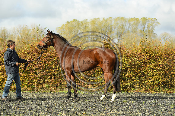 Mare5_Selwood_PN22_55308