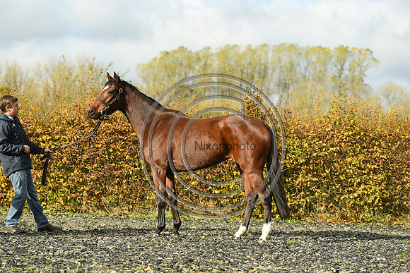 Mare5_Selwood_PN22_55313
