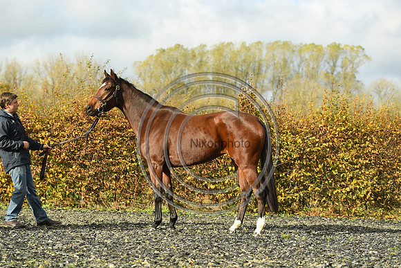 Mare5_Selwood_PN22_55314