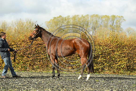 Mare5_Selwood_PN22_55315