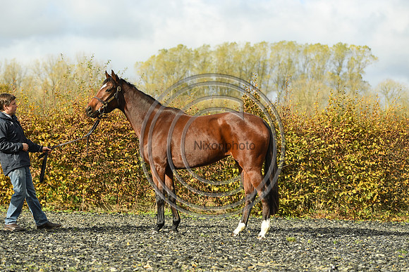 Mare5_Selwood_PN22_55316