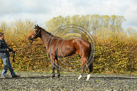 Mare5_Selwood_PN22_55317