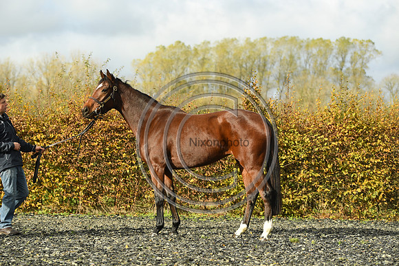 Mare5_Selwood_PN22_55321