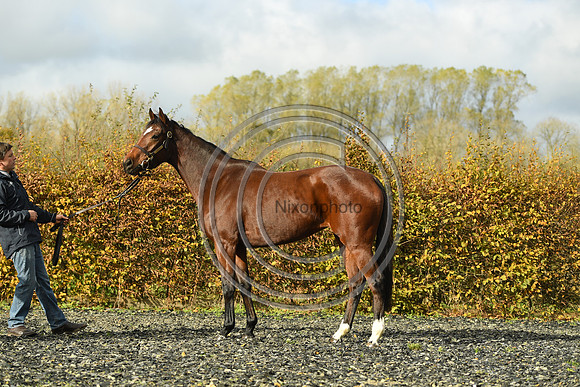 Mare5_Selwood_PN22_55320