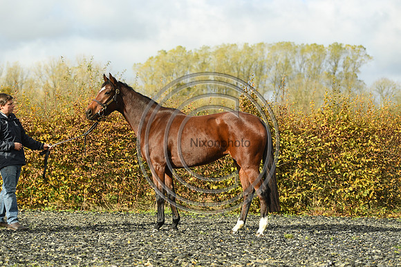 Mare5_Selwood_PN22_55323