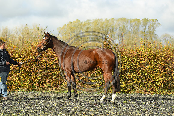 Mare5_Selwood_PN22_55324