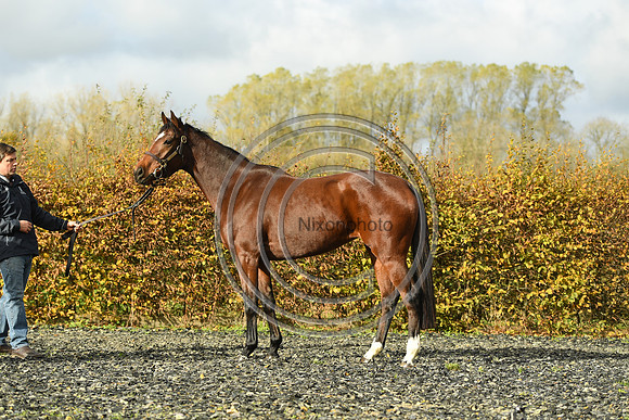 Mare5_Selwood_PN22_55325