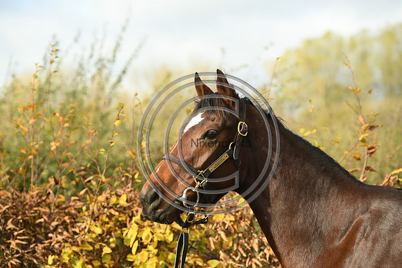 Mare5_Selwood_PN22_55328