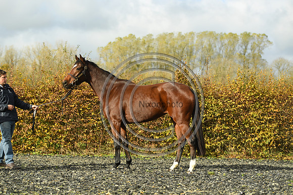 Mare5_Selwood_PN22_55327