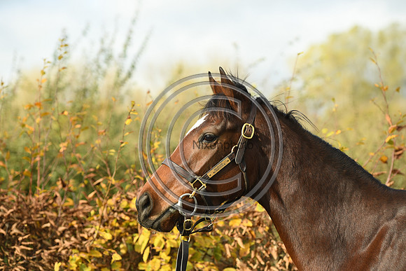 Mare5_Selwood_PN22_55330