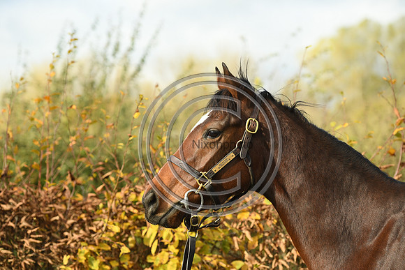 Mare5_Selwood_PN22_55331