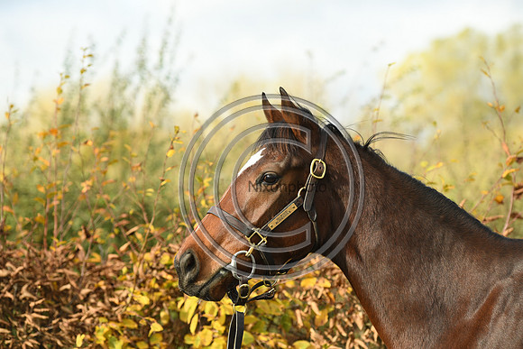 Mare5_Selwood_PN22_55332