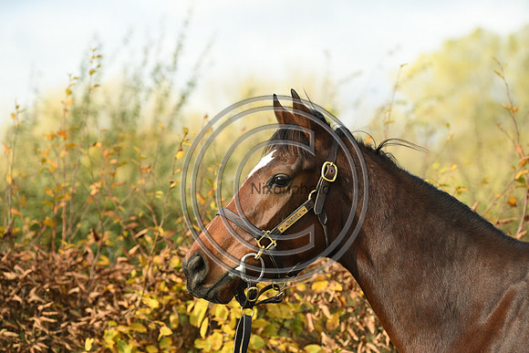 Mare5_Selwood_PN22_55334