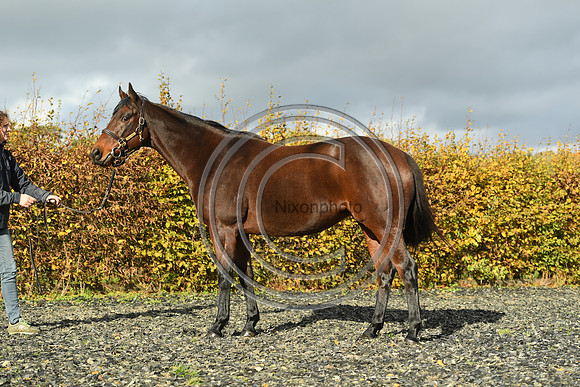 Mare6_Selwood_PN22_55350