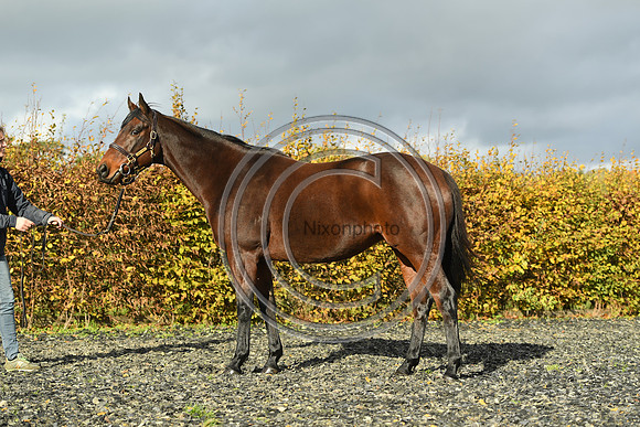 Mare6_Selwood_PN22_55351