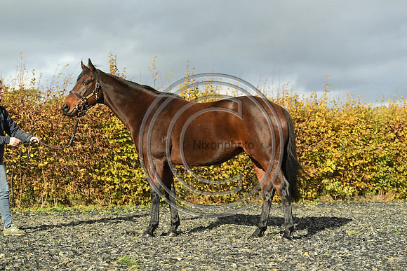 Mare6_Selwood_PN22_55352