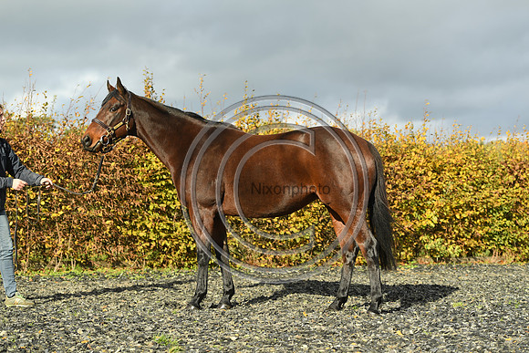 Mare6_Selwood_PN22_55353