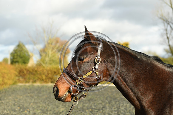 Mare6_Selwood_PN22_55376